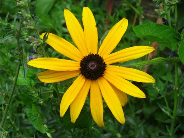 pupavica